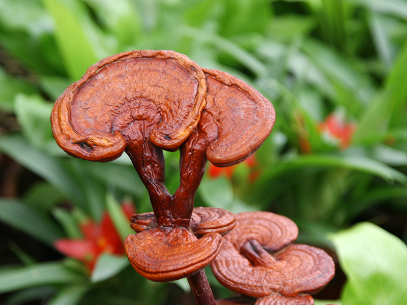 Ganoderma Lucidum